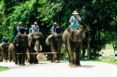 LAMPANG, THAILAND - 15 Temmuz 2023: The THAI ELEPHANT CENTRE 'deki günlük fil gösterisi, mahout bir file biniyor..