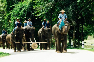 LAMPANG, THAILAND - 15 Temmuz 2023: The THAI ELEPHANT CENTRE 'deki günlük fil gösterisi, mahout bir file biniyor..