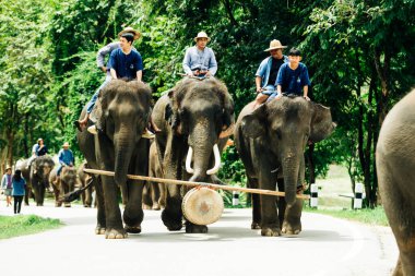 LAMPANG, THAILAND - 15 Temmuz 2023: The THAI ELEPHANT CENTRE 'deki günlük fil gösterisi, mahout bir file biniyor..