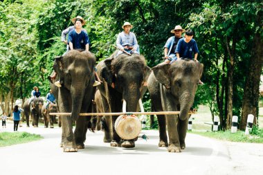 LAMPANG, THAILAND - 15 Temmuz 2023: The THAI ELEPHANT CENTRE 'deki günlük fil gösterisi, mahout bir file biniyor..