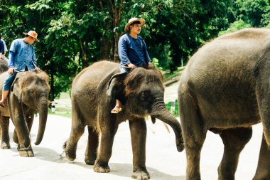 LAMPANG, THAILAND - 15 Temmuz 2023: The THAI ELEPHANT CENTRE 'deki günlük fil gösterisi, mahout bir file biniyor..