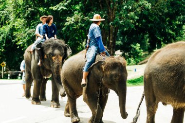 LAMPANG, THAILAND - 15 Temmuz 2023: The THAI ELEPHANT CENTRE 'deki günlük fil gösterisi, mahout bir file biniyor..