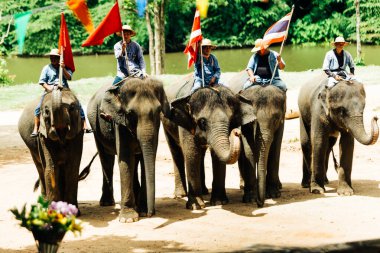 LAMPANG, THAILAND - 15 Temmuz 2023: The THAI ELEPHANT CENTRE 'deki günlük fil gösterisi, mahout bir file biniyor..