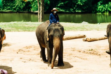 LAMPANG, THAILAND - 15 Temmuz 2023: The THAI ELEPHANT CENTRE 'deki günlük fil gösterisi, mahout bir file biniyor..