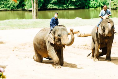 LAMPANG, THAILAND - 15 Temmuz 2023: The THAI ELEPHANT CENTRE 'deki günlük fil gösterisi, mahout bir file biniyor..