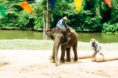 LAMPANG, THAILAND - 15 Temmuz 2023: The THAI ELEPHANT CENTRE 'deki günlük fil gösterisi, mahout bir file biniyor..