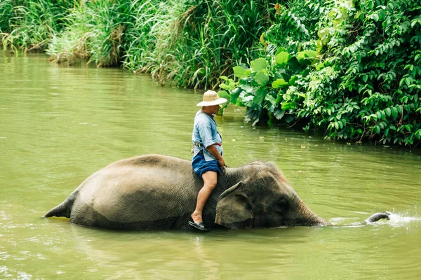 Lampang Tajlandia Lipca 2023 Mahout Kąpie Swojego Słonia Rzece Thai — Zdjęcie stockowe