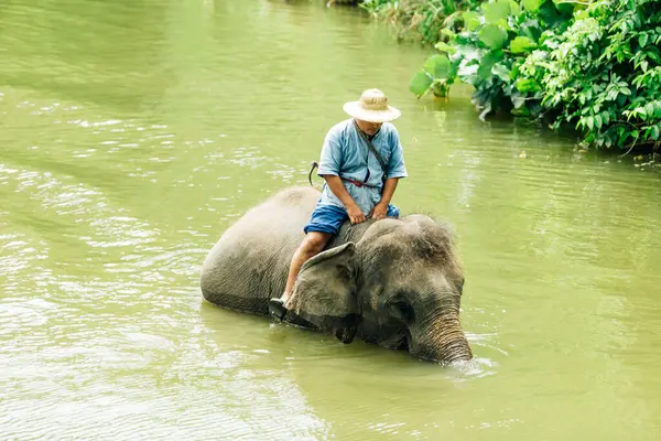 LAMPANG, THAILAND - 15 Temmuz 2023: mahout filini Thai Fil Koruma Merkezi, Lampang, Tayland 'da nehirde yıkıyor..