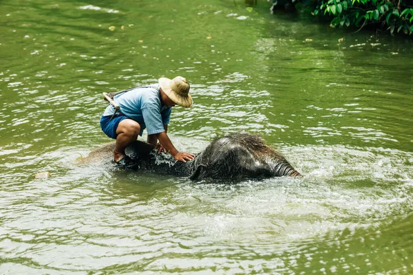 LAMPANG, THAILAND - 15 Temmuz 2023: mahout filini Thai Fil Koruma Merkezi, Lampang, Tayland 'da nehirde yıkıyor..