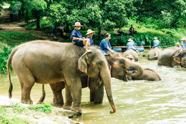 Lampang Thailand Julho 2023 Mahout Está Banhando Seu Elefante Rio — Fotografia de Stock