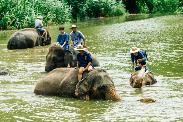 LAMPANG, THAILAND - 15 Temmuz 2023: mahout filini Thai Fil Koruma Merkezi, Lampang, Tayland 'da nehirde yıkıyor..
