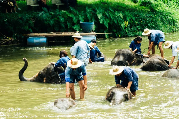 Lampang Thailand Julho 2023 Mahout Está Banhando Seu Elefante Rio — Fotografia de Stock