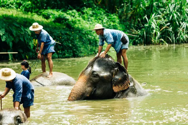 LAMPANG, THAILAND - 15 Temmuz 2023: mahout filini Thai Fil Koruma Merkezi, Lampang, Tayland 'da nehirde yıkıyor..