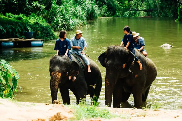 Lampang Thailand July 2023 Mahout Bathing His Elephant River Thai — Stock Photo, Image