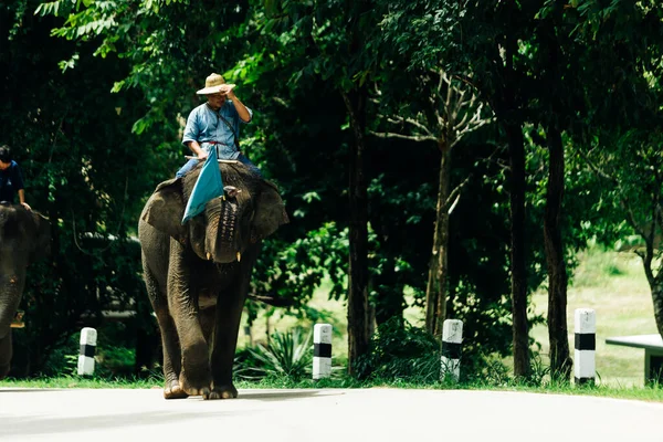 Lampang Tailandia Julio 2023 Espectáculo Diario Elefantes Centro Conservación Elefantes — Foto de Stock
