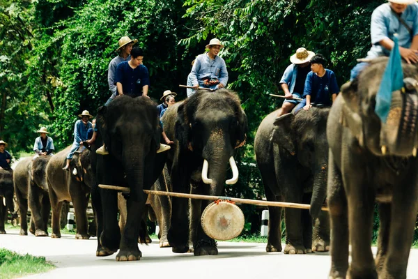 LAMPANG, THAILAND - 15 Temmuz 2023: The THAI ELEPHANT CENTRE 'deki günlük fil gösterisi, mahout bir file biniyor..