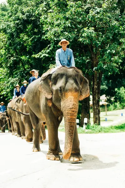 Lampang Thailand Juli 2023 Tägliche Elefantenshow Thai Elephant Conservation Centre — Stockfoto