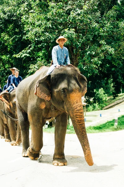 Lampang Tailandia Julio 2023 Espectáculo Diario Elefantes Centro Conservación Elefantes — Foto de Stock