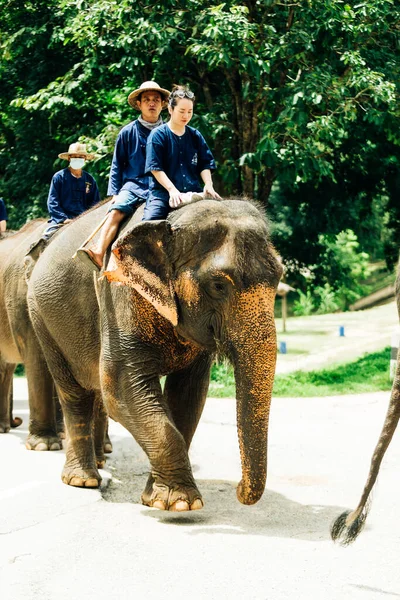 Lampang Tajlandia Lipca 2023 Codzienna Wystawa Słoni Ośrodku Thai Elephant — Zdjęcie stockowe