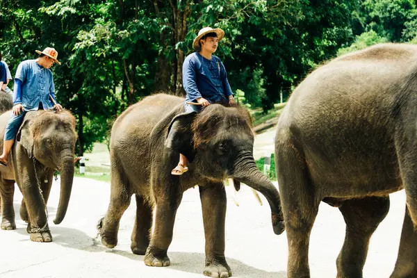 LAMPANG, THAILAND - 15 Temmuz 2023: The THAI ELEPHANT CENTRE 'deki günlük fil gösterisi, mahout bir file biniyor..