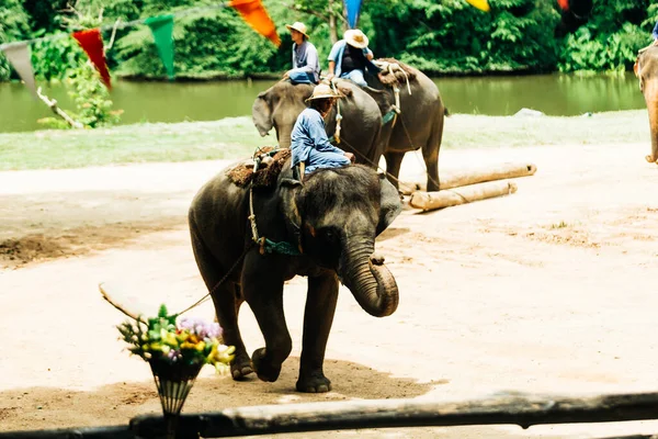 Lampang Tailandia Julio 2023 Turistas Viaje Elefante Lampang Training Center —  Fotos de Stock