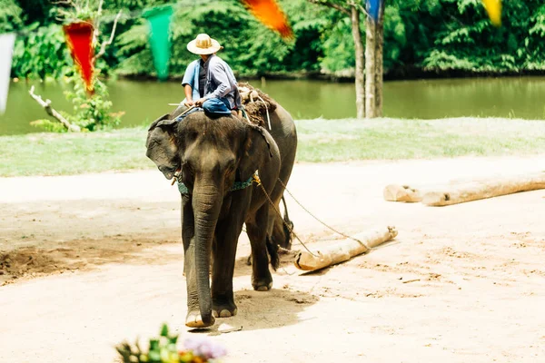 LAMPANG, THAILAND - 15 Temmuz 2023: Deniz turu yapan turistler Lampang Eğitim Merkezi ve Tayland Fil Koruma Merkezi Lampang.