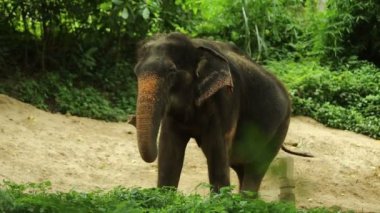 LAMPANG, THAILAND - 15 Temmuz 2023: mahout filini Thai Fil Koruma Merkezi, Lampang, Tayland 'da nehirde yıkıyor..