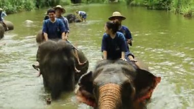 LAMPANG, THAILAND - 15 Temmuz 2023: mahout filini Thai Fil Koruma Merkezi, Lampang, Tayland 'da nehirde yıkıyor..