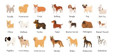 Şirin köpekler, farklı cinsten köpek yavruları. Köpek hayvanlar, çeşitli büyük ve küçük köpekler. Kaniş, dachshund, dalmaçyalı ve jack russell terrier. Düz vektör çizimi beyaz arkaplanda izole edildi