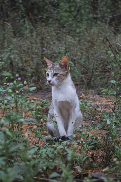 Doğa Ortamı 'nda bir kedinin portresi.