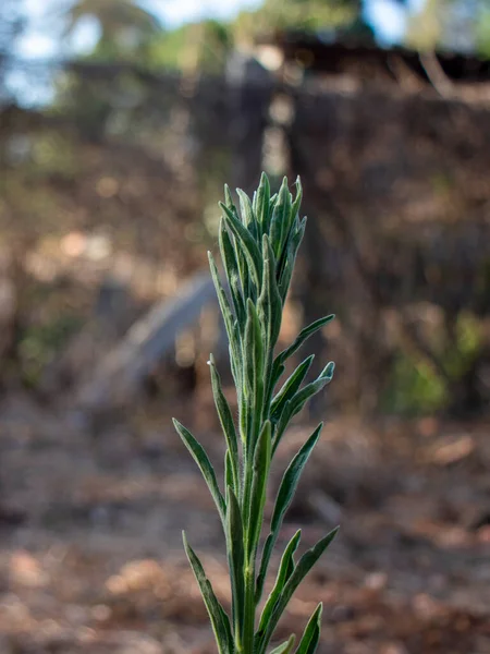 Închiderea Izolată Unei Plante Creștere Numită Erigeron Bonariensis — Fotografie, imagine de stoc