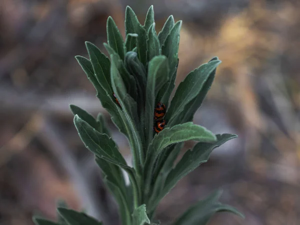 İçerideki Asyalı Kadın Böceklerin Özenle Kapalı Çekimi At Otu Bitkisi Yaprakları.