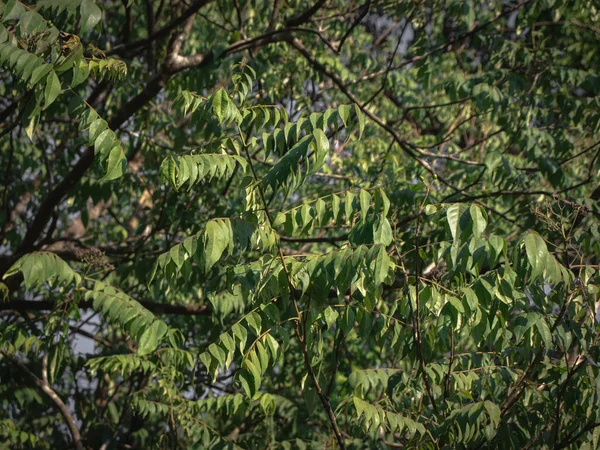 Gıda katkı maddesi Yaprakları 'nın resmi Curry Leaf