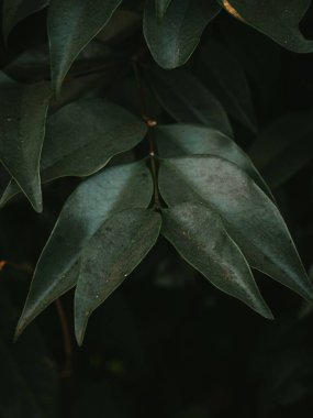 Tip Branch yaprakları bitkinin ışıltılı özel bitkisinden. Seçici Odaklanma.