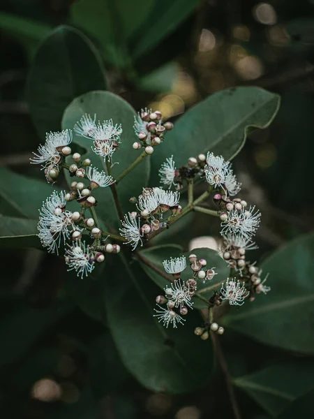 Java Eriğinin Çiçeklerine Yakın Plan Namı Diğer Hint Böğürtlen Ağacı — Stok fotoğraf