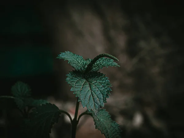 Isolated Plant head of a Dwarf plant called Small Nettle. Selective Focus