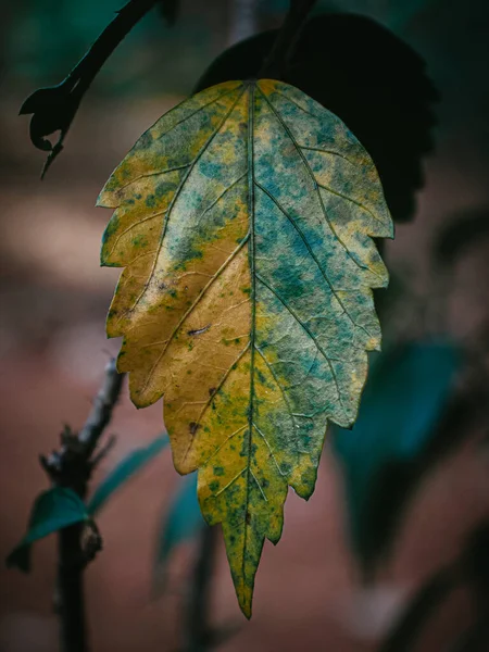 Odizolowane Zbliżenie Liścia Rośliny Shoeblack Skupienie Selektywne — Zdjęcie stockowe