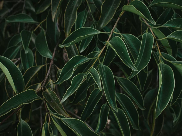 stock image Lush foliage of Half folded leaves. Selective focus.