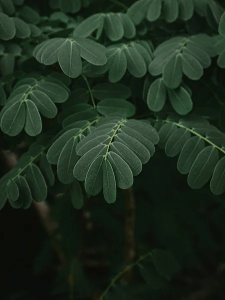 孔雀花植物叶子的闭合 选择性焦点 — 图库照片