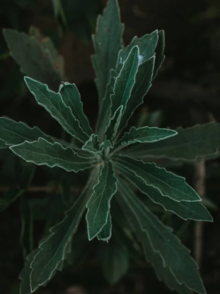 Büyüyen Yabani Bir Bitkinin Tepeden Tırnağa Yakın Çekimi — Stok fotoğraf