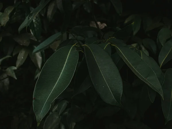 Hint böğürtlen bitkisinin yapraklarının yakın çekimi. Seçici Odaklanma.