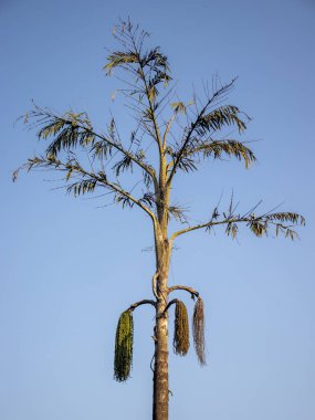 Balıkkuyruğu Palmiyesi 'nin sıkıca çerçevelenmiş görüntüsü Altından Saat Gün Işığı.