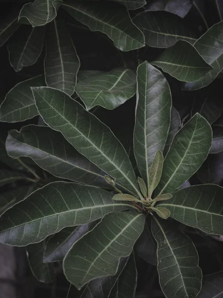 stock image Selectively Focused Image of the outward Growth of long Oval shaped leaves, Moody green, Abstract