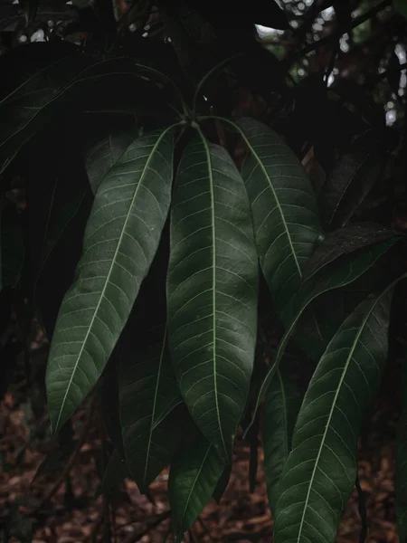 Hint mango bitkisinin uzun yapraklarına özenle odaklanmış. Huysuz yeşil, soyut