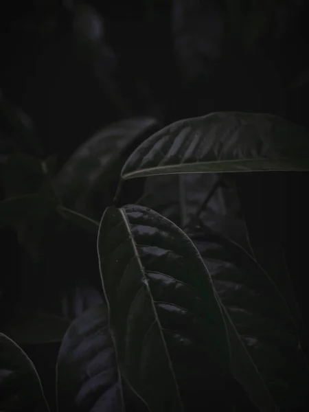 Büyük yeşil yapraklardan oluşan seçici odaklı yaprak deseni, karamsar yeşil, soyut.