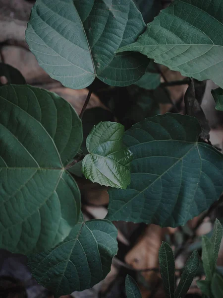 Büyüyen Yaprağın Üstten Aşağı Resmi, Seçici Odaklı, Soyut, Huysuz Yeşil.