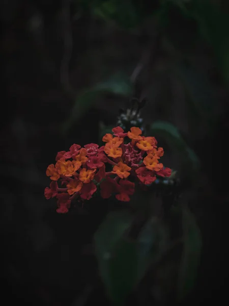 Seletivamente Focado Closeup West Indian Lantana Flowers Abstract Moody Dark — Fotografia de Stock