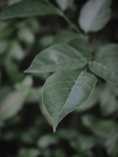 Yaprak ucunun seçili olarak kapatılmış hali. Soyut, karamsar yeşil.