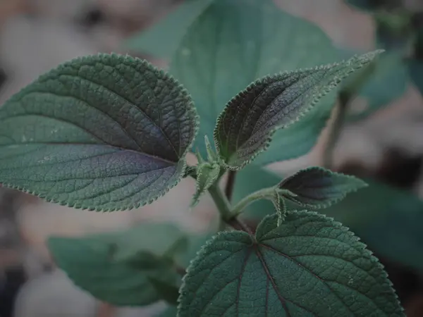 Seçili Odaklanmış Bir Bitki Başının Üst Aşağı Resmi, Huysuz Yeşil, Soyut.