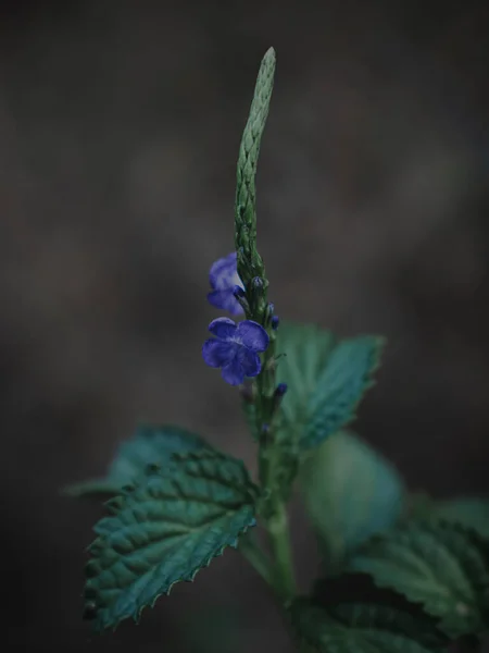 Ізольований Закриття Блакитної Квітки Рослини Sneakweed Abstract Selective Focus — стокове фото
